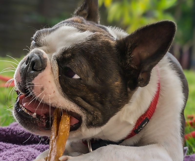 importanza della masticazione per il cane
