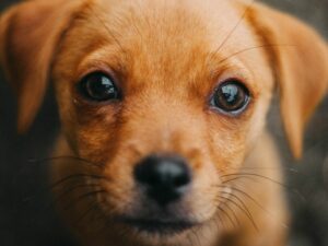 Alimentazione del cucciolo di cane