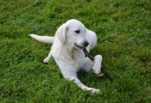 cane mangia il legno