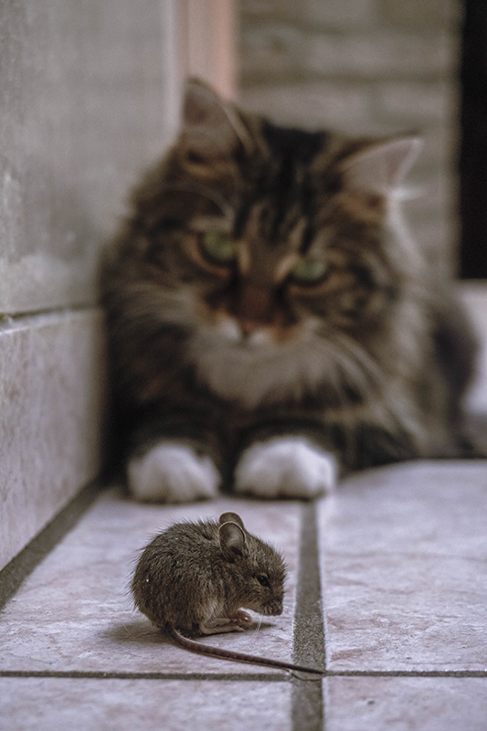 Quante volte al giorno deve mangiare un gatto