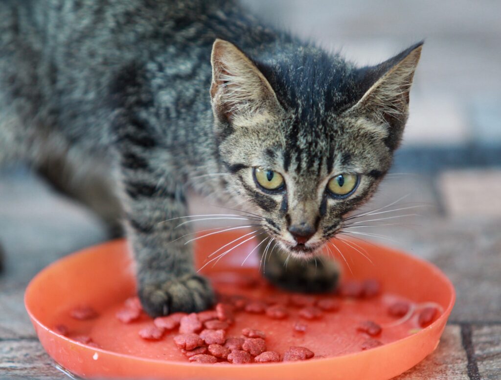 Quante volte al giorno mangiare un gatto