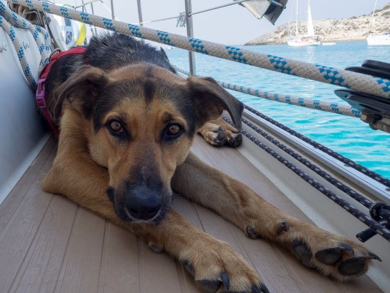 cane in barca a vela