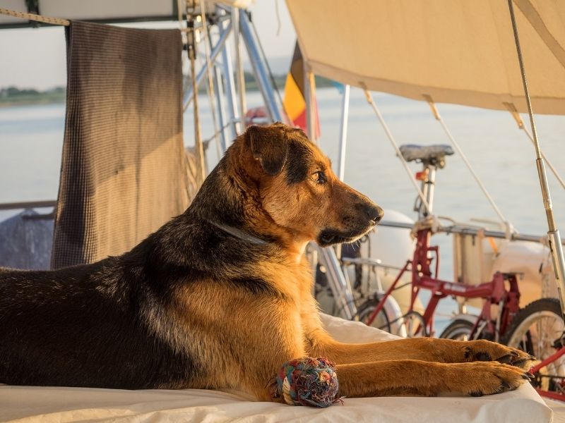 cane in barca a vela