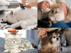 Cura del pelo del cane e del gatto