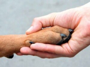 allergie alimentari nel cane e nel gatto