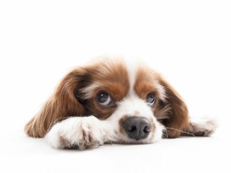 Il cane non mangia. Che fare?