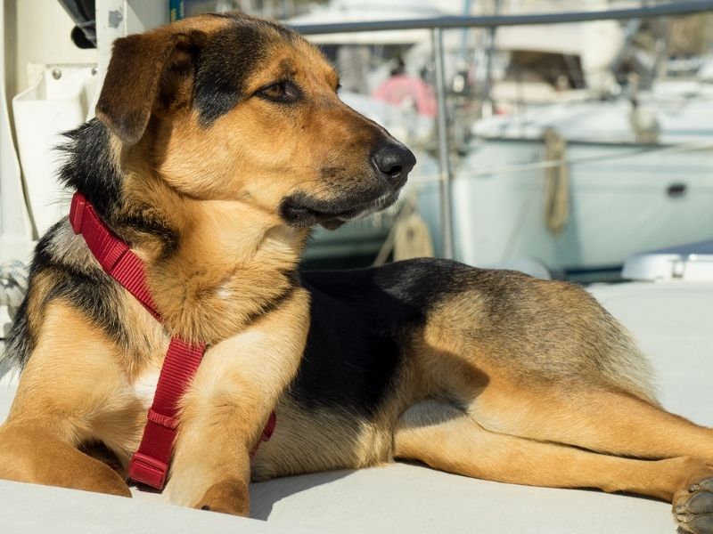 carne di pollo e le allergie dei cani