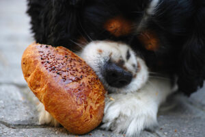 cane può mangiare i carboidrati