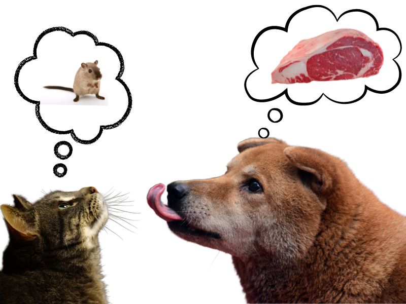 cibo più sano per il cane e il gatto