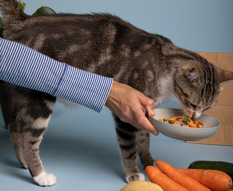 corretta alimentazione per cane e gatto