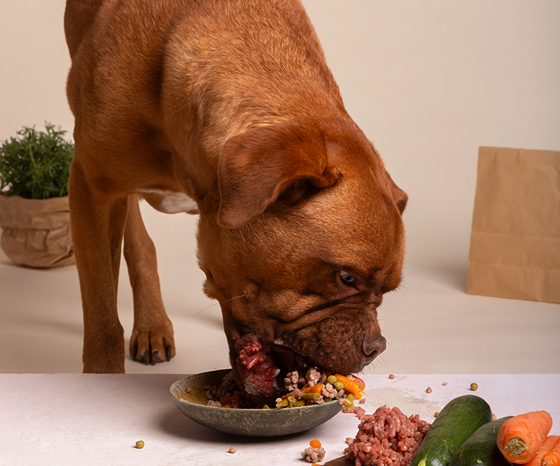 corretta alimentazione per cane e gatto
